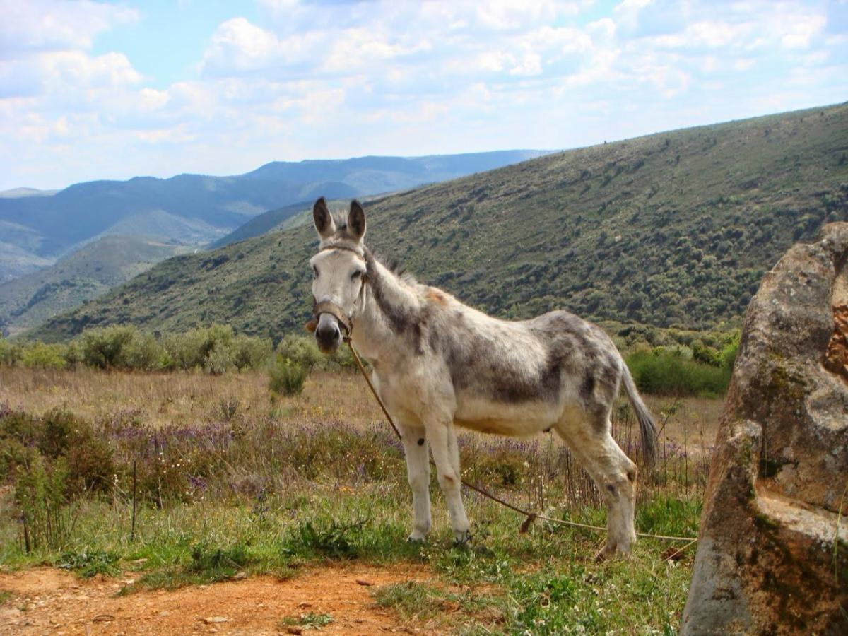 Moradias Do Douro Internacional Villa Freixo de Espada a Cinta Luaran gambar